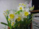16022016_Lunar New Year Home Flower00003
