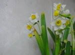16022016_Lunar New Year Home Flower00004