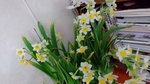 16022016_Lunar New Year Home Flower00014