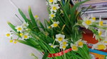 16022016_Lunar New Year Home Flower00015
