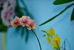 16032016_Hong Kong Flower Show 2016_Ikebena_Bonsai00026