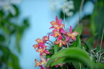16032016_Hong Kong Flower Show 2016_Ikebena_Bonsai00027