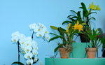 16032016_Hong Kong Flower Show 2016_Ikebena_Bonsai00036
