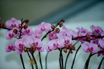 16032016_Hong Kong Flower Show 2016_Ikebena_Bonsai00037