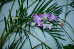 16032016_Hong Kong Flower Show 2016_Ikebena_Bonsai00038