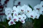 16032016_Hong Kong Flower Show 2016_Ikebena_Bonsai00040