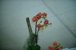 16032016_Hong Kong Flower Show 2016_Ikebena_Bonsai00041