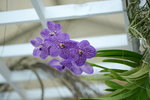 16032016_Hong Kong Flower Show 2016_Ikebena_Bonsai00044