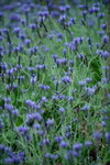 16032016_Hong Kong Flower 2016_Lavender00001