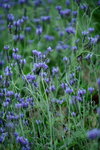 16032016_Hong Kong Flower 2016_Lavender00002