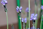 16032016_Hong Kong Flower 2016_Lavender00005