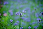 16032016_Hong Kong Flower 2016_Lavender00006