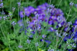 16032016_Hong Kong Flower 2016_Lavender00007