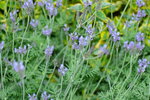 16032016_Hong Kong Flower 2016_Lavender00008