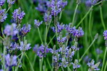 16032016_Hong Kong Flower 2016_Lavender00011