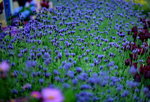 16032016_Hong Kong Flower 2016_Lavender00013