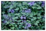 16032016_Hong Kong Flower 2016_Lavender00015