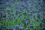 16032016_Hong Kong Flower 2016_Lavender00016