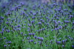 16032016_Hong Kong Flower 2016_Lavender00017