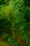24042016_Lingnan Garden_Bobo Au00005