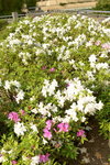 26032016_Lingnan Garden Snapshot00003