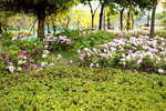 26032016_Lingnan Garden Snapshot00014