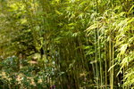 26032016_Lingnan Garden Snapshot00036
