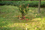 26032016_Lingnan Garden Snapshot00040
