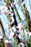 16032016_Hong Kong Flower Show 2016_Peach00001