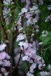 16032016_Hong Kong Flower Show 2016_Peach00002