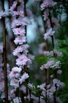 16032016_Hong Kong Flower Show 2016_Peach00003