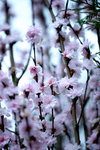16032016_Hong Kong Flower Show 2016_Peach00004