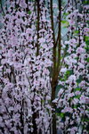 16032016_Hong Kong Flower Show 2016_Peach00005