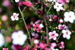 16032016_Hong Kong Flower Show 2016_Peach00007