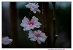 16032016_Hong Kong Flower Show 2016_Peach00013