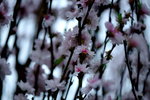 16032016_Hong Kong Flower Show 2016_Peach00015