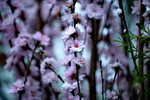 16032016_Hong Kong Flower Show 2016_Peach00016