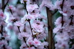 16032016_Hong Kong Flower Show 2016_Peach00017