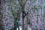 16032016_Hong Kong Flower Show 2016_Peach00021