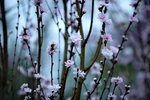 16032016_Hong Kong Flower Show 2016_Peach00023
