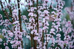 16032016_Hong Kong Flower Show 2016_Peach00024