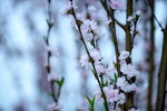 16032016_Hong Kong Flower Show 2016_Peach00025