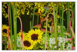 16032016_Hong Kong Flower Show 2016_Sunflower00003