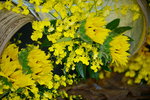 16032016_Hong Kong Flower Show 2016_Sunflower00006