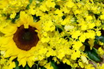 16032016_Hong Kong Flower Show 2016_Sunflower00007