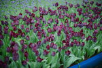 16032016_Hong Kong Flower Show_Tulip00002