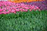 16032016_Hong Kong Flower Show_Tulip00018