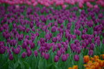 16032016_Hong Kong Flower Show_Tulip00025