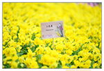 16032016_Hong Kong Flower Show 2016_Viola Tricolor00003