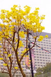 10032017_Hong Kong Flower Show 2017_Golden Trumpet Tree00005